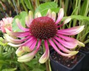 Echinacea purpurea 'Green Twister'